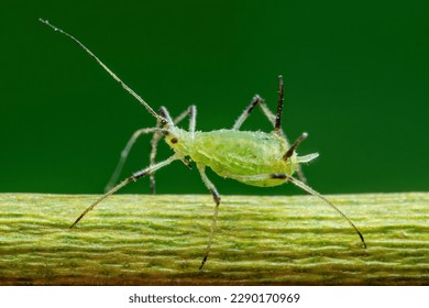 Aphid on Flower Twig. Greenfly or Green Aphid Garden Parasite Insect Pest Macro on Green Background - Powered by Shutterstock