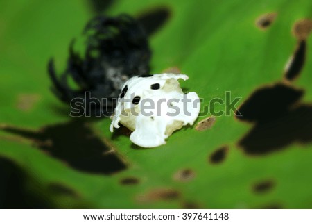 Aphid on leaf