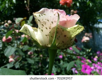 Aphid On A Rose Flower