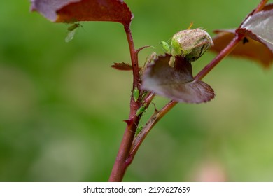 Aphid On A Rose, A Parasite On A Young Shoot Of A Rose