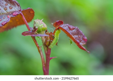 Aphid On A Rose, A Parasite On A Young Shoot Of A Rose