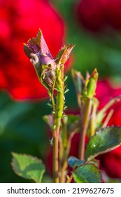 Aphid On A Rose, A Parasite On A Young Shoot Of A Rose