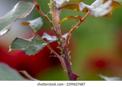 Aphid On A Rose, A Parasite On A Young Shoot Of A Rose