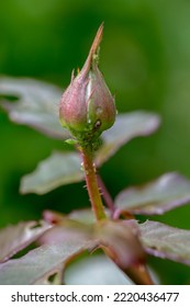 Aphid On A Rose, A Parasite On A Young Shoot Of A Rose