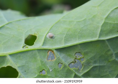 The Aphid Parasitized By Braconidae (Hymenoptera) A Family Of Parasitoid Wasps On Rapeseed Leaf Damaged By Diamond-back Moth (Plutella Xylostella).