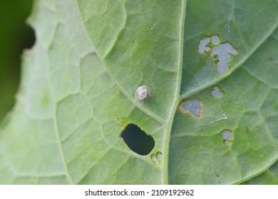 The Aphid Parasitized By Braconidae (Hymenoptera) A Family Of Parasitoid Wasps On Rapeseed Leaf Damaged By Diamond-back Moth (Plutella Xylostella).