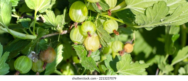 Aphid Webs On Green Gooseberries, Rotten Berries