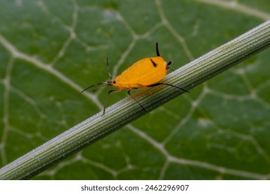 aphid in the wild state 
