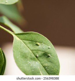 4,399 Plant lice Images, Stock Photos & Vectors | Shutterstock