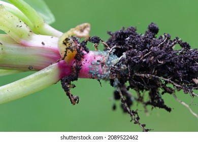 Aphids Colony On Roots, Underground Aphid. These Are Important Pests Of Plants That Cause Qualitative And Quantitative Damage To The Crop. Aphids On Spinach Root.