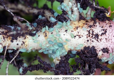 Aphids Colony On Roots, Underground Aphid. These Are Important Pests Of Plants That Cause Qualitative And Quantitative Damage To The Crop. Aphids On Spinach Root.