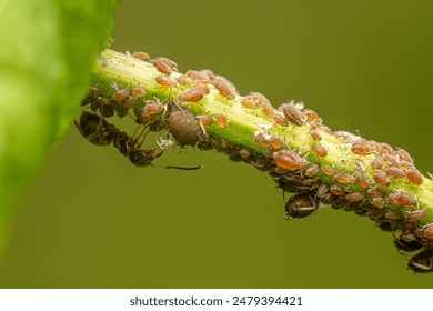 Aphids are gathering on the grass stems - Powered by Shutterstock