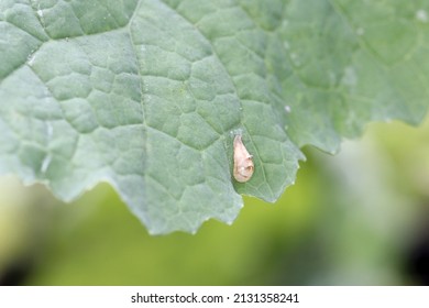 Aphids Hunter - Pupa Of The Hoverfly (Syrphidae) On Rapeseed Leaf.