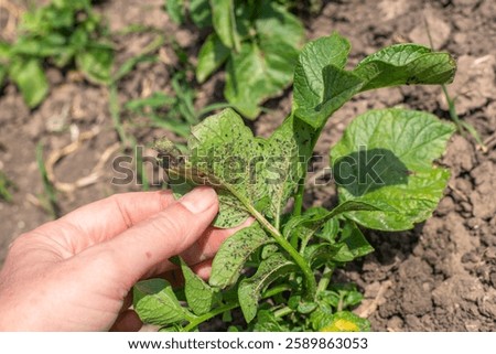 aphids on the back of a potato leaf. A gardener examines a plant with Insect parasites in the garden. methods of control and destruction.