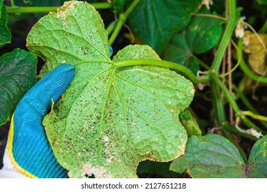 Aphids on cucumber leaves, agricultural pest. Aphid-infested cucumber plant. - Shutterstock ID 2127651218