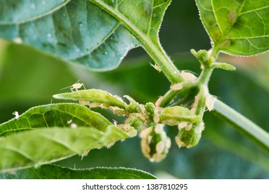 113 Corn lice Images, Stock Photos & Vectors | Shutterstock