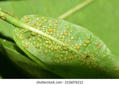 Aphids On Underside Ixora Tree Leaf Stock Photo 2126076212 | Shutterstock