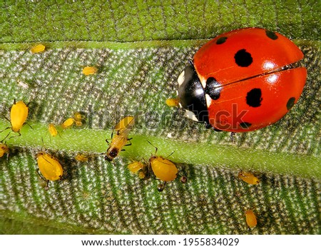 Aphids (plant lice, greenfly, blackfly or whitefly) and their natural enemy, seven-spot ladybird (ladybug) Coccinella septempunctata (Coleoptera: Coccinellidae) 