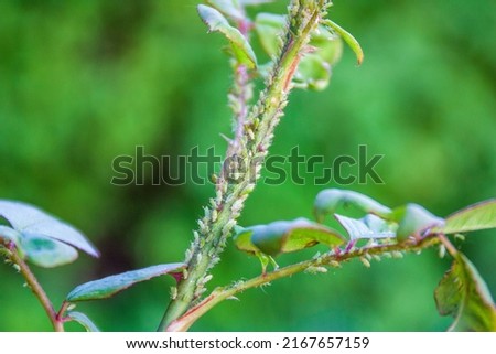 A lot of aphids sit on the stem of the rose and suck the juices out. Diseases and problems of roses.
