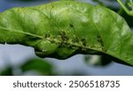 Aphids that feed on the underside of leaves to suck nectar.