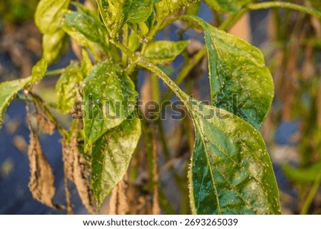 Aphids that feed on the underside of leaves to suck nectar, aphids on the inside of the leaf. Agricultural pest. Infected . Close up, Black pepper aphids infestation. Ants tending to aphids on plant.