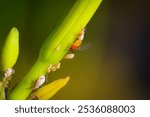 Aphis nerii, also called the milkweed aphid, is a common pest of several important ornamental plants.