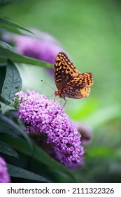 Aphrodite Fritillary Butterfly in the family Nymphalidae feeding from a Pugster Amethyst butterfly bush, growing in a flower garden in southern Kentucky. Selective focus with blurred background.