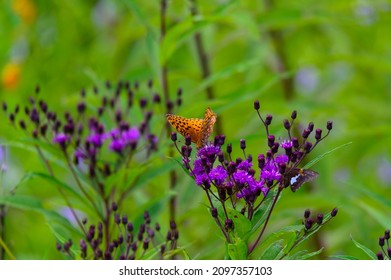 An aphrodite fritillary butterfly feeds on ironweed blossoms in the Cataloochee Valley of the Great Smoky Mountains National Park in North Carolina. - Shutterstock ID 2097357103