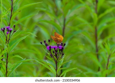 An aphrodite fritillary butterfly feeds on ironweed blossoms in the Cataloochee Valley of the Great Smoky Mountains National Park in North Carolina.
