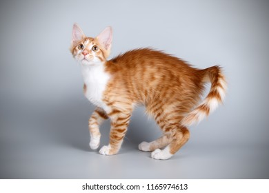 Aphrodite Giant Cat On Colored Backgrounds