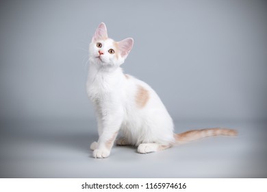 Aphrodite Giant Cat On Colored Backgrounds