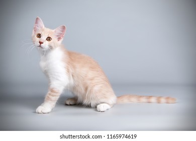 Aphrodite Giant Cat On Colored Backgrounds