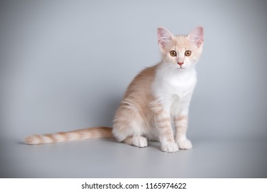 Aphrodite Giant Cat On Colored Backgrounds