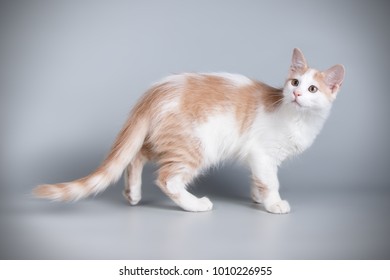 Aphrodite Giant Kitten