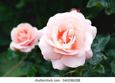 Aphrodite hybrid tea rose in english garden, A beautiful mid pink rose with medium fragrance, Charming pink flowers in salmon pink colour for Summer to Autumn garden