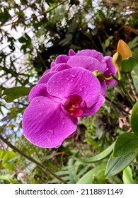 Aphrodite's Phalaenopsis pink purple flower. Also known as Moon Orchid or Moth Orchids.