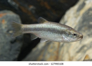 Aphyocypris Kikuchiikikuchis Minnow Stock Photo 127985108 | Shutterstock