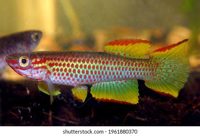 Aphyosemion Gabunense Male Aquarium Fish Stock Photo 1961880370 ...