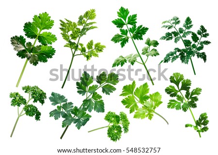 Apiaceae (Umbeliferae) family herbs: parsley, cilantro, chervil.  Clipping path for each object Stock photo © 