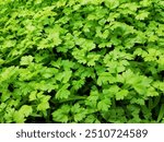 Apiaceae-carrot family greens. Parsley, dill, chervil, cilantro microgreens.