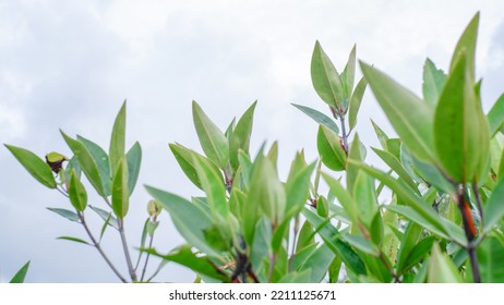 Api-api is the name of a group of plants from the genus Avicennia, tribe Acanthaceae. Fires usually grow on the edge or near the sea as part of the mangrove community.