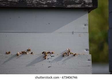 
apiary