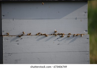 
apiary