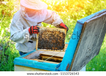 Apiary. The beekeeper works with bees near the hives.