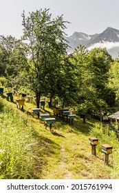 Apiary of bees in protected area of foothills, in the forest background of alpine mountains. Beehive hives stand among the trees, in greenery of the garden. culture of healthy breeding of bees