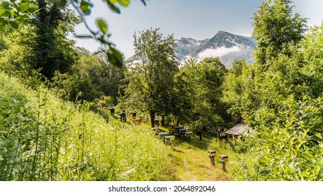 Apiary of bees in protected area of foothills, in the forest background of alpine mountains. Beehive hives stand among the trees, in greenery of the garden. culture of healthy breeding of bees