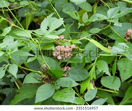 Apios americana (Groundnut) Native North American Wildflower