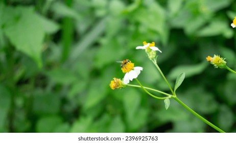 Apis cerana, the eastern honey bee, Asiatic honey bee or Asian honey bee, The bee is sucking nectar from the flower bidens pilosa 