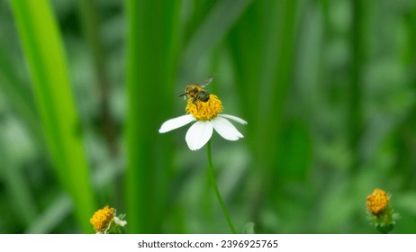 Apis cerana, the eastern honey bee, Asiatic honey bee or Asian honey bee, The bee is sucking nectar from the flower bidens pilosa 