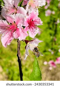 Apis cerana, the eastern honey bee, Asiatic honey bee or Asian honey bee, is a species of honey bee native to South, Southeast and East Asia.